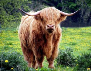 ギフト用肉加工品は冷蔵と冷凍のどっちを選ぶべき？