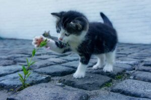 カロリーが気になる方必見のソーセージ選び方は？