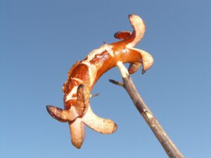 ソーセージの選び方はどうすればいい？
