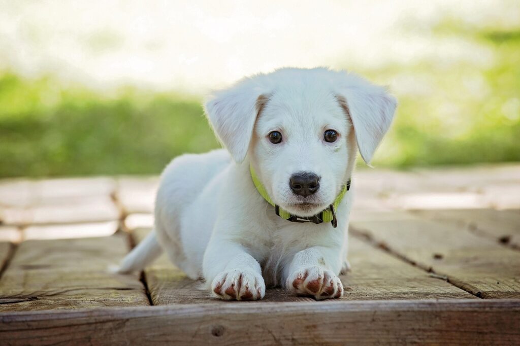 犬にハムを与えても大丈夫？健康への影響と注意点は？